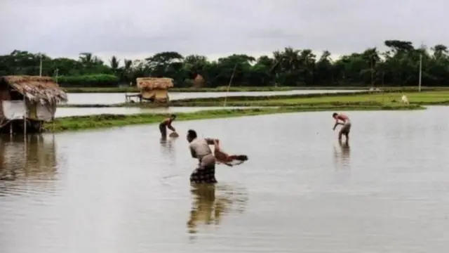নির্বিচার শিকারের ফলেও কমছে মিঠা পানির মাছে সংখ্যা।