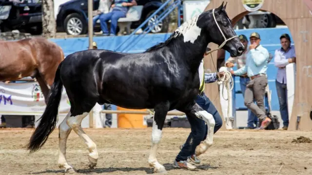 Cavalo Franco do Pec