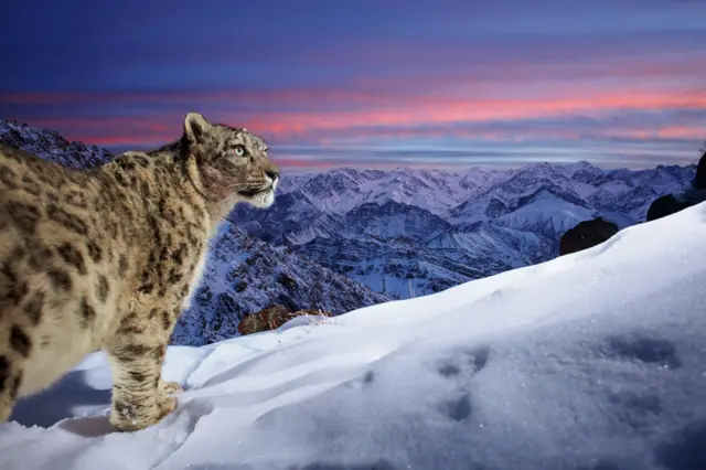 Um leopardo-das-neves procura presas nos picos da cordilheirabet fLadakh, na Índia.