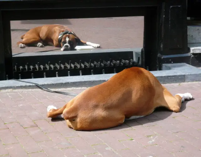 Perro reflejado en espejo.