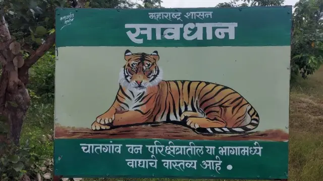 वाघ, वन्यजीव, पर्यावरण, निसर्ग, आक्रमण