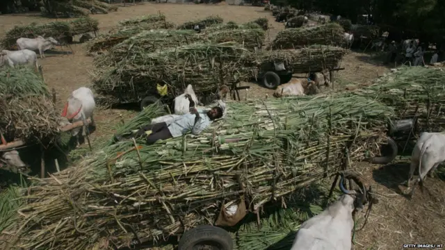 ऊस, महाराष्ट्र