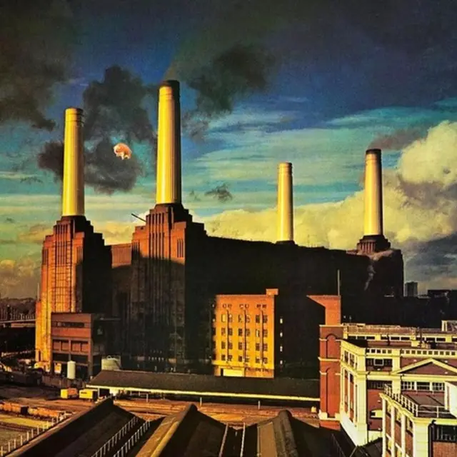 विरोध का प्रतीक सुअर