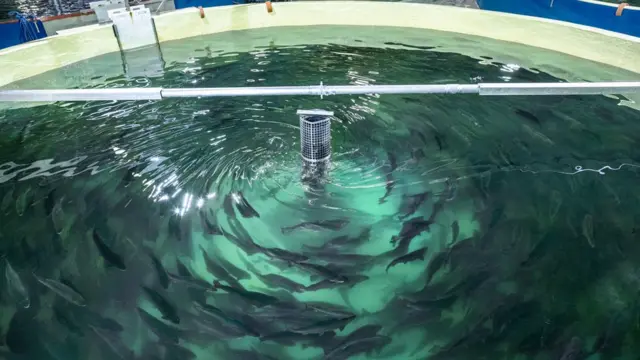 실내 양식장의 연어가 인공 조류를 거슬러 헤엄치는 모습