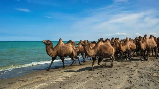 Camelos selvagens