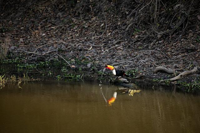 Tucano-toco bebendo água durante períodocaixa economica apostas onlineseca