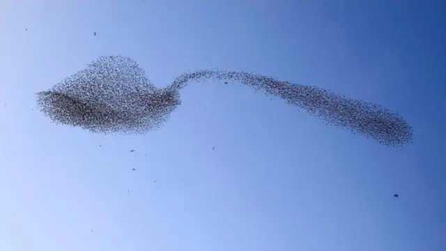 صورة سرب من الطيور على شكل ملعقة