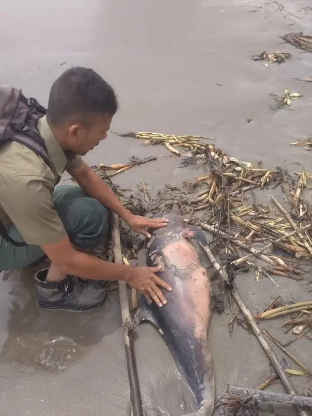 lumba-lumba, Tapsel, Sumut