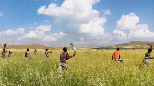 ሓይልታት ጸጥን ህዝብን ኣብ ምክልኻል ወራር ኣንበጣ