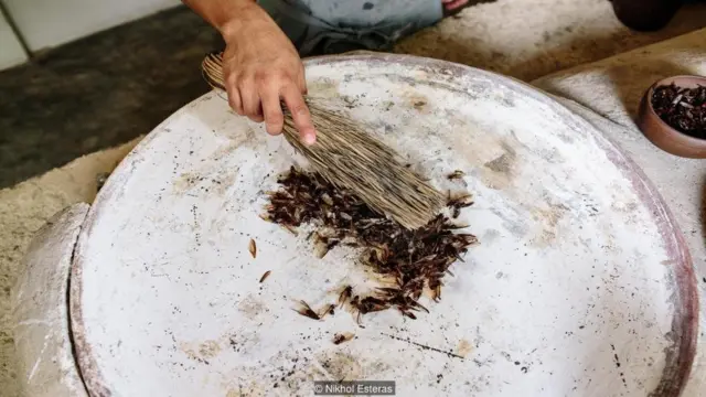 Nikhol Esteras