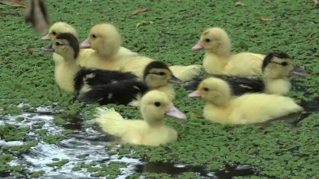 இலங்கை உள்நாட்டு போரிலிருந்து மீண்ட ஒரு பெண்ணின் வெற்றி கதை