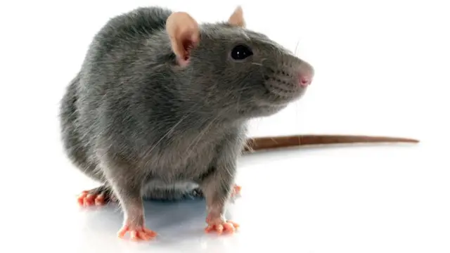 Крысы давно облюбовали корабли