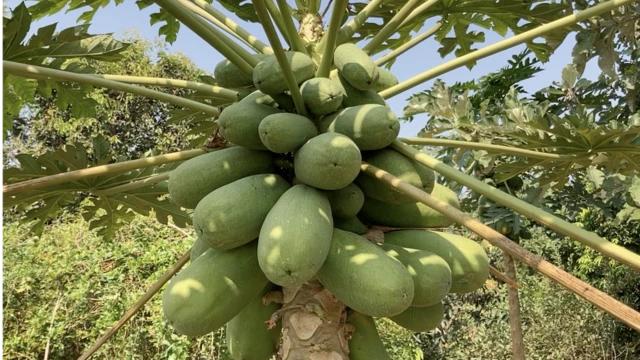 అమేయ కృషి వికాస కేంద్రం, బాల్ రెడ్డి