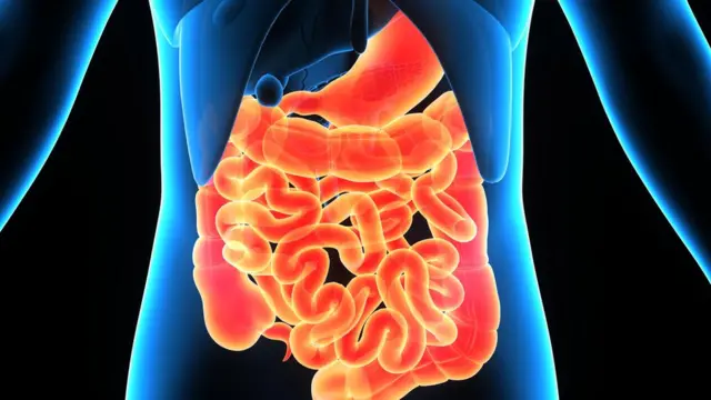 Ilustración del aparato gastrointestinal