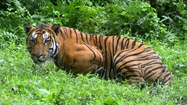 बाघ, कान्हा राष्ट्रीय पार्क, मध्य प्रदेश