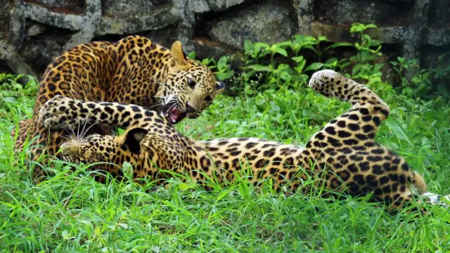 तेंदुआ-मानव संघर्ष