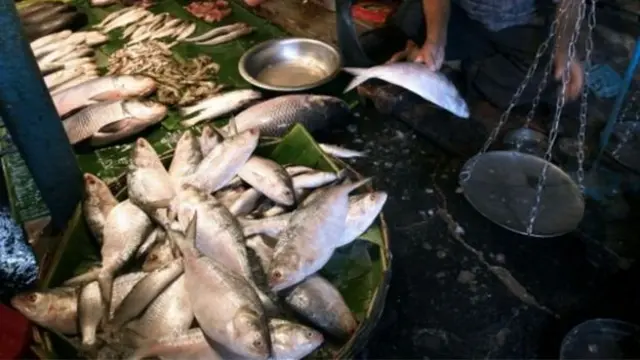 এই গবেষণা বাস্তবে প্রয়োগ করা হলে ইলিশ সহজলভ্য হবে বলে আশা করা হচ্ছে।