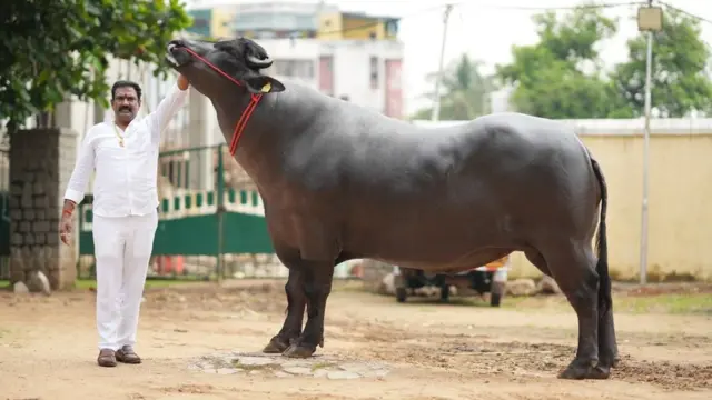 ఎడ్ల హరిబాబు యాదవ్