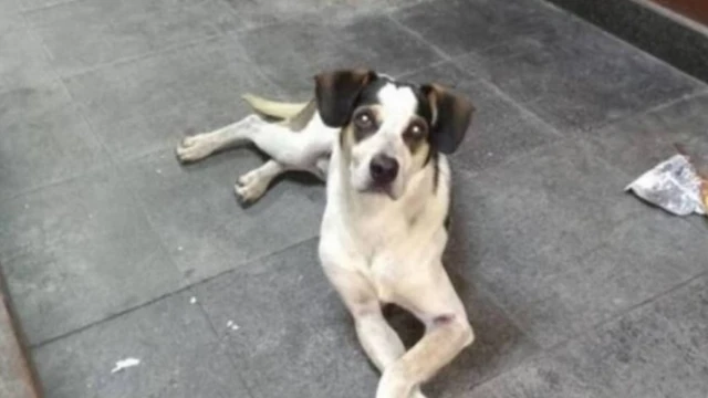 Foto do cachorrinho branco e preto que foi espancadobrazino como jogaruma loja do Carrefour