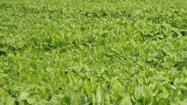 मलेर कोटला