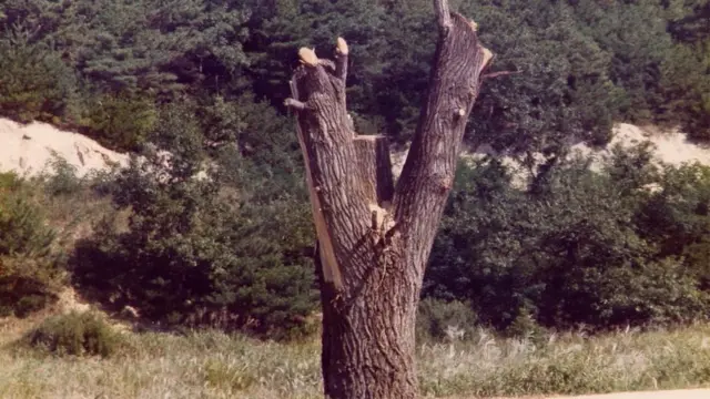 Lo que quedó del árbol