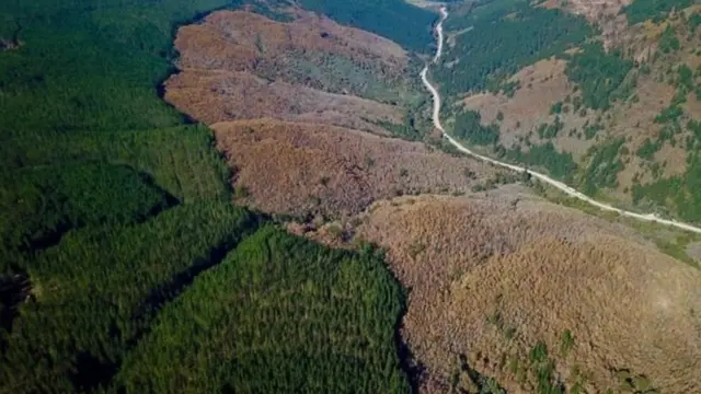 மரங்கள்