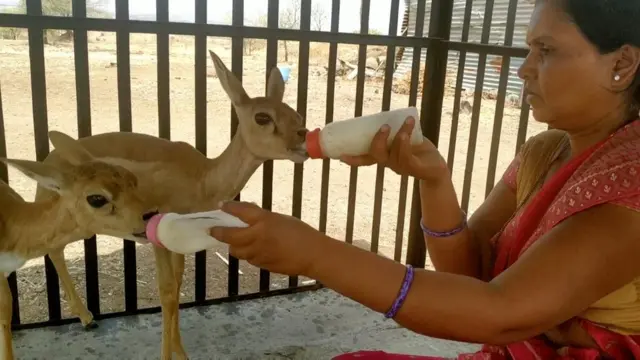 सर्पराज्ञी