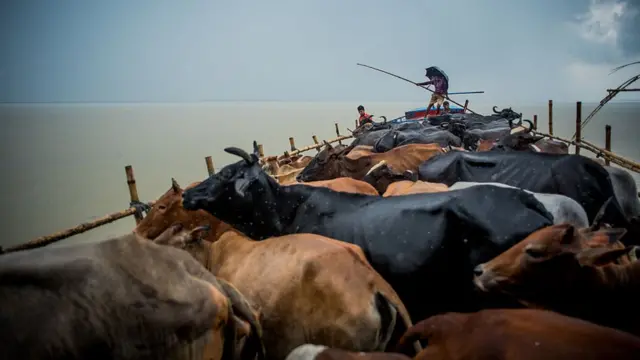 সীমান্তে গবাদি পশুর পাচার খুবই লাভজনক একটি কারবার