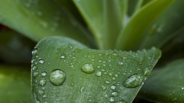 Gotas de lluvia sobre una planta.