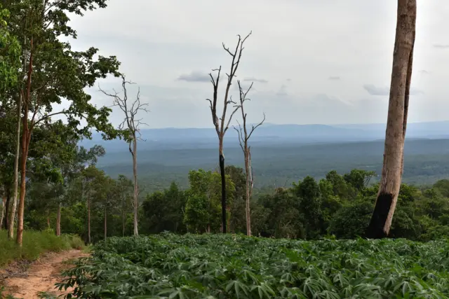 อุทยาน ไทรทอง