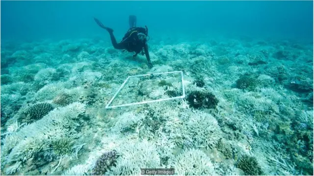 一项针对珊瑚的研究显示，珊瑚样本含有的防晒毒性浓度足以导致生物畸形和死亡。