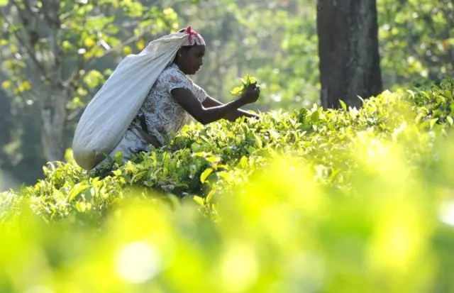 இலங்கை தேயிலை