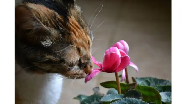 Imagen de un lector de BBC Mundo por el tema "Flores"