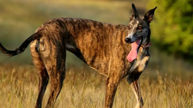 મુધોક કૂતરો