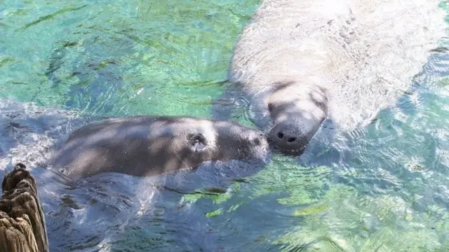 Manatee "Lil Joe" dan "CC" di Kebun Binatang Tampa di Lowry Park, Florida.