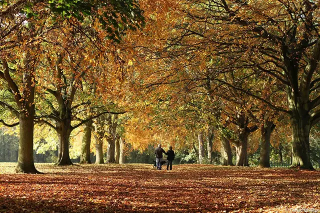 Autumn trees