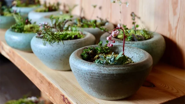 Plantas locales en macetas