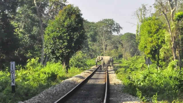 Gajah liar di India menghadapi berbagai risiko termasuk tertabrak kereta.