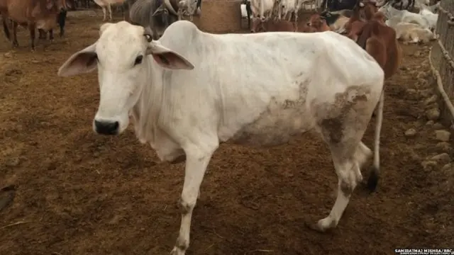 Cow protection