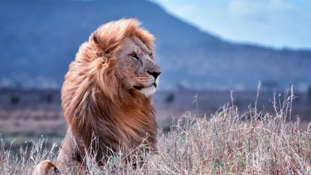 சிங்கம்