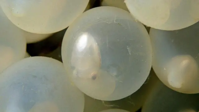 Яйца фараоновой каракатицы (Sepia pharaonis)