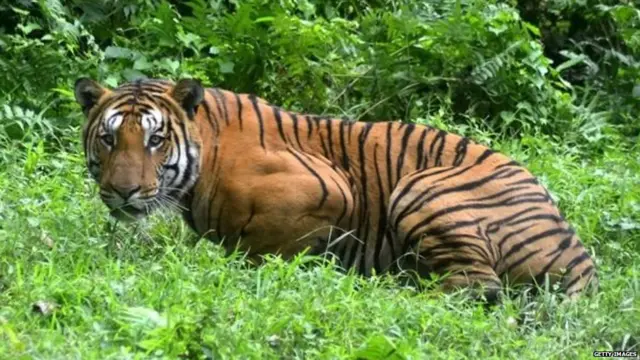 बाघ का शिकार