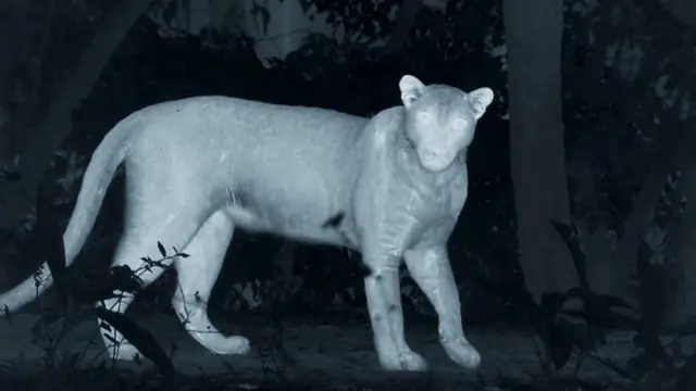 ये दिलचस्प क़िस्सा है इथियोपिया के शहर हरार का