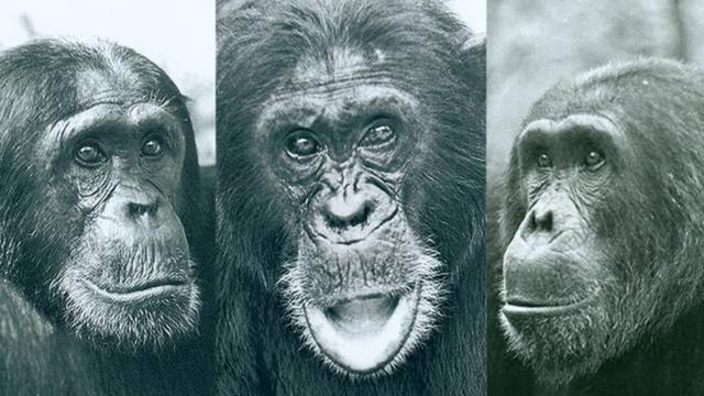 Трое шимпанзе