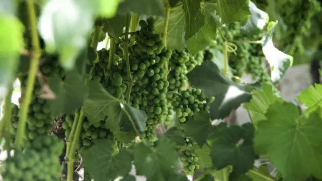 Pisco uva