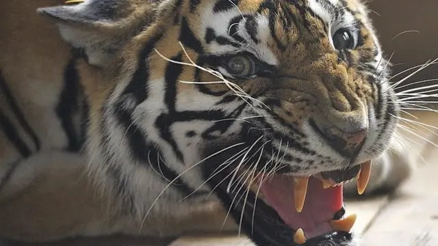 मध्य भारतात एका वाघिणीने धुमाकूळ घातला आहे.