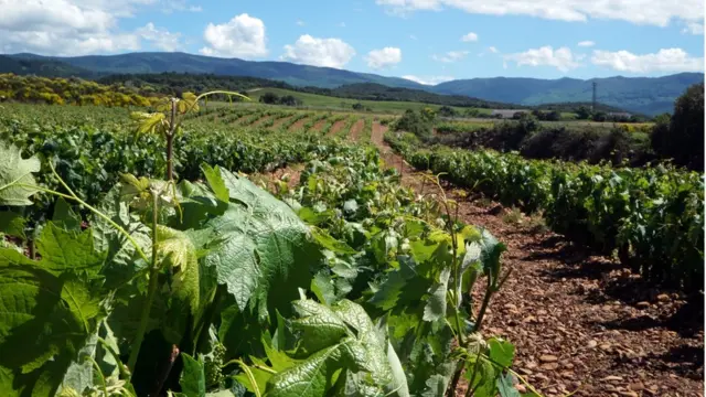 Paisaje típico de La Rioja