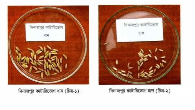 দিনাজপুরের কাটারীভোগ ধান।