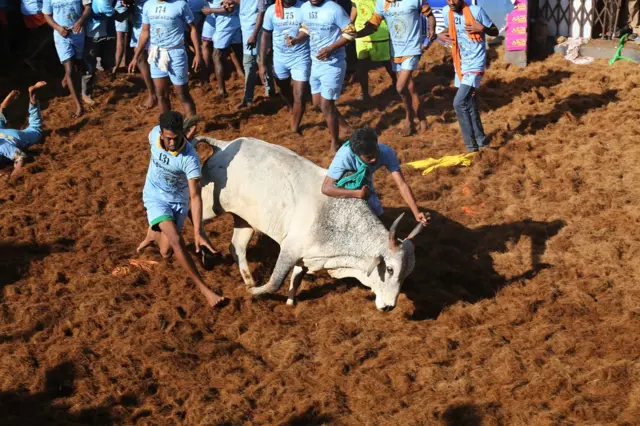 அலங்காநல்லூர் ஜல்லிக்கட்டு