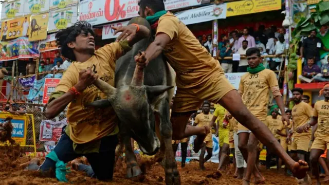 ஜல்லிக்கட்டு